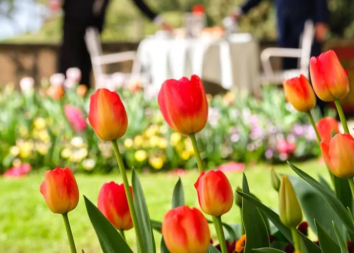 מלון Cipriani 5*